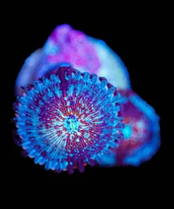 Wysiwyg 2x Blue Agave Zoanthid [F73]