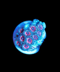 Wysiwyg Pink Zoa Frag [F75]