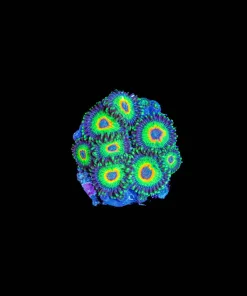 Wysiwyg Ultiamte Rasta Zoanthid [F75]