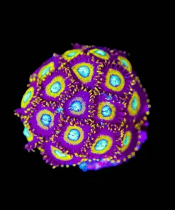 Wysiwyg Samurai Zoa | Lots Of Heads ! | Plug FUll! [F77]