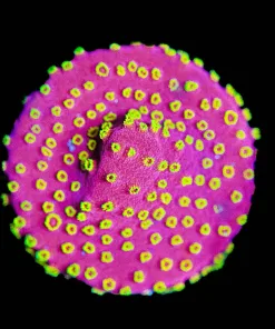 Wysiwyg Firewalk Cyphastrea | Huge Well Encrusted Frag [F79]