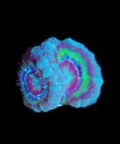 Wysiwyg Teal Twist Acan Frag [F8]