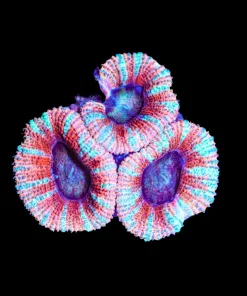 Wysiwyg Pink Acan Frag [F8]