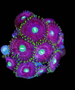 Wysiwyg Purple Cyclops Zoanthid Frag | Many Heads [F80]
