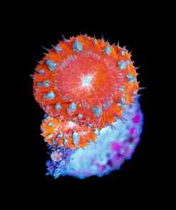 Wysiwyg Blastomussa Frag [F81]