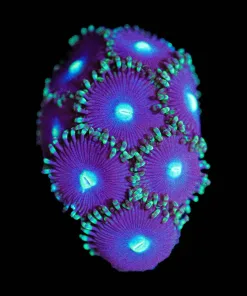 Wysiwyg Beetle Juiece Zoanthid Frag [F83]