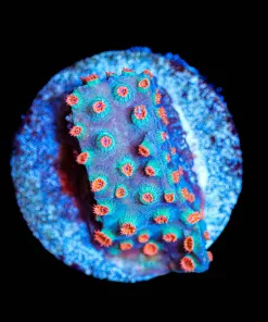 Wysiwyg Meteor Shower Cyphastrea [F84]