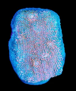Wysiwyg Chalice Coral Frag [F84]
