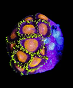 Wysiwyg Yellow Brick Road Zoa Farg [F86]