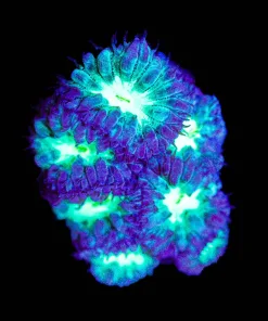 Wysiwyg Blastomussa Merletti Frag [F87]