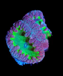 Wysiwyg Blastomussa Frag [F87]