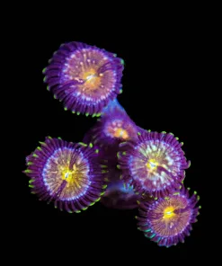 Wysiwyg Pandora Zoanthid [F88]