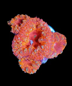 Wysiwyg Blastomussa Frag [F89]