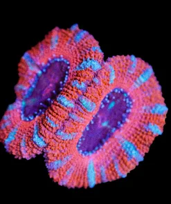 Wysiwyg Cherry Acan Frag [F9]