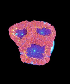 Wysiwyg Blastomussa Frag [F90]