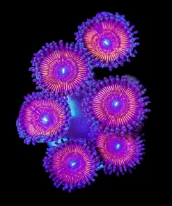 Wysiwyg Red Zoanthid Frag [F93]