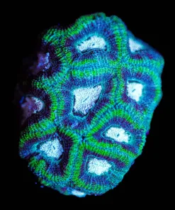 Wysiwyg Ninja Turtle Micromussa Frag [F95]