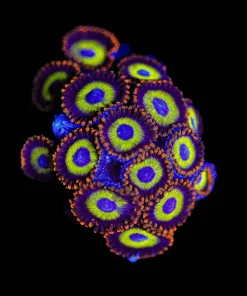 Wysiwyg Fruit Loop Zoanthid [F96]