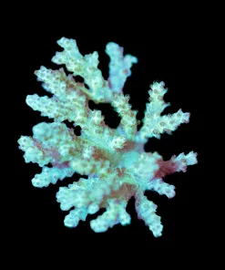 Wysiwyg Yellowish Nepthea Coral Large Frag | Rare Color [F98]