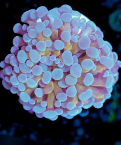 Wysiwyg Two Tone Hammer Coral Frag [F99]
