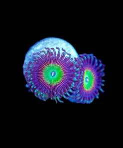 Wysiwyg Tropicana Zoa Frag [F99]