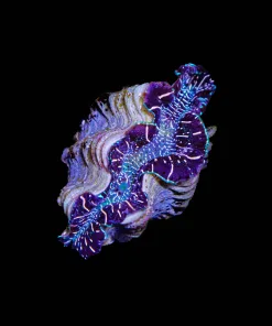 Wysiwyg Smal Maxima Clam | T2