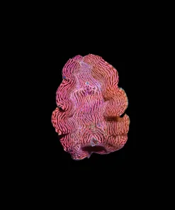 Wysiwyg Derasa Clam