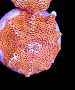Leopard Mushroom Frag (Row #10:B)