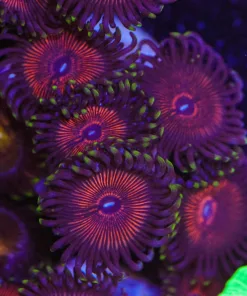 Green Skirt Armor Of God Zoa Frag (Row #12)