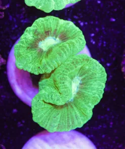 Kryptonite Trumpet Coral Frag (Row #13)