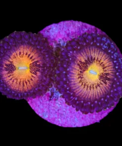 Supernova Zoanthid Frag (Row #14:B)