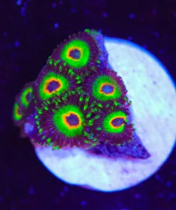 Ultimate Rasta Zoanthid Frag (Row #16:B)