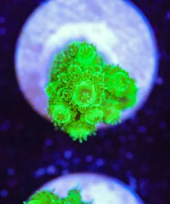 Small VIbrant Acropora Florida Frag (Row #18:B)
