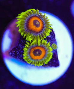 Super Saiyan Zoa Frag | 1-2 Heads / Frag (Row #1:B)