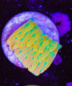 Small Kung Pow Montipora Frag (Row #25:B)