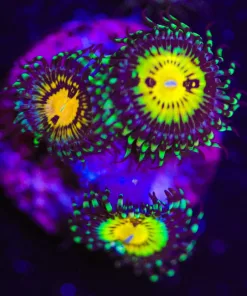 Jason Foxx Butt Muncher Zoanthid Frag (Row #3)