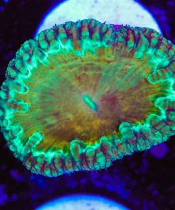 Blastomussa Frag (Row #32:B)
