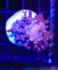 Super Fuzzy Snowball Gorgonian Frag | Photosynethic (Row #33:B)