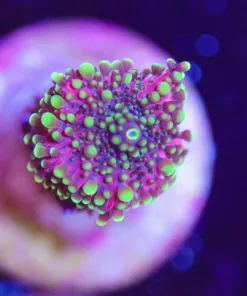Tiny Purple Green Ricordea Yuma Mushroom Frag (Row #3:B)