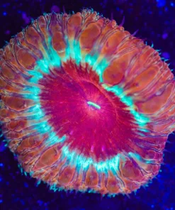 Yellow Ring Red Blastomussa Frag (Row #48:B)