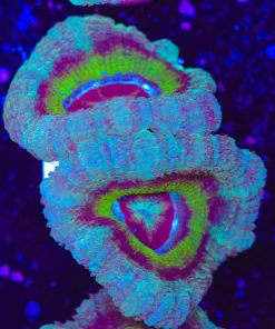 Blue Green Acan Frag (Row #49:B)