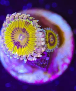 Chiquita Zoanthid Frag |1-2 Heads (Row #4:B)