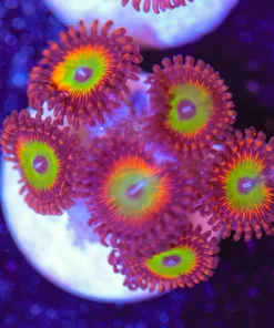Candy Apple Orange Zoanthid Frag (Row #5)