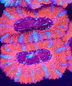 XL Pink Acan Frag (Row #50)