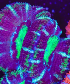 Warcraft Acan Frag (Row #51)