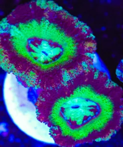 Jasmine Acan Frag (Row #52)