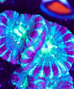 Blue Dream Acan Frag (Row #52:B)