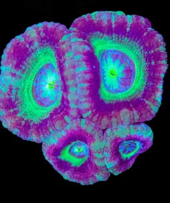 Warlock Acan Frag (Row #59:B)