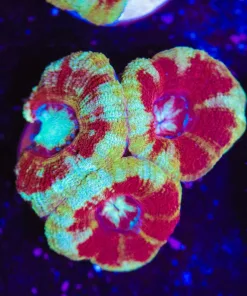 Peppermint Acan Frag (Row #61:B)