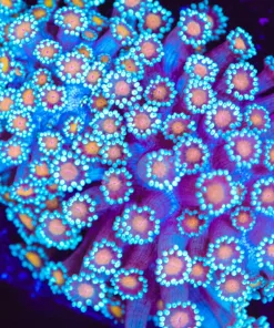 Blue Cookie Monster Flowerpot Frag (Row #65)